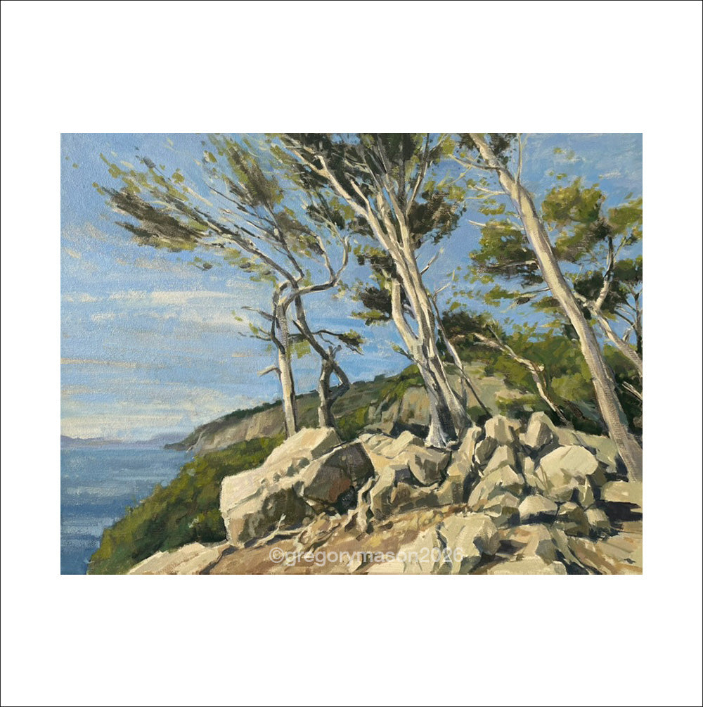 Pines of Mallorca